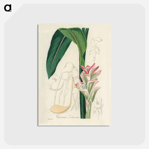 Curcuma Zedoaria
 - Medicinal Botany Postcard.