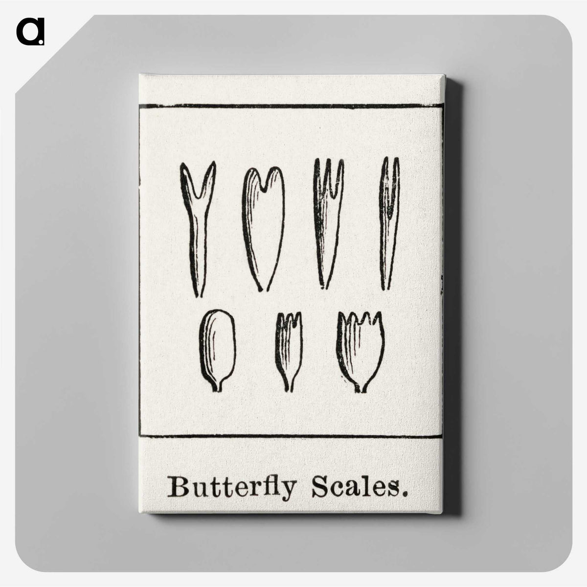 2-31_Moths-and-Butterflies-of-the-United-States_canvas