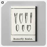 2-31_Moths-and-Butterflies-of-the-United-States_canvas