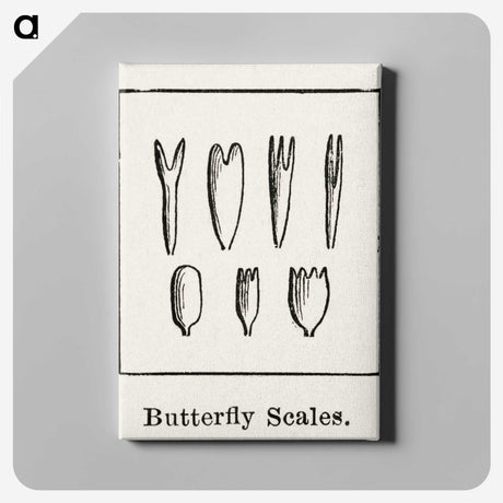 2-31_Moths-and-Butterflies-of-the-United-States_canvas