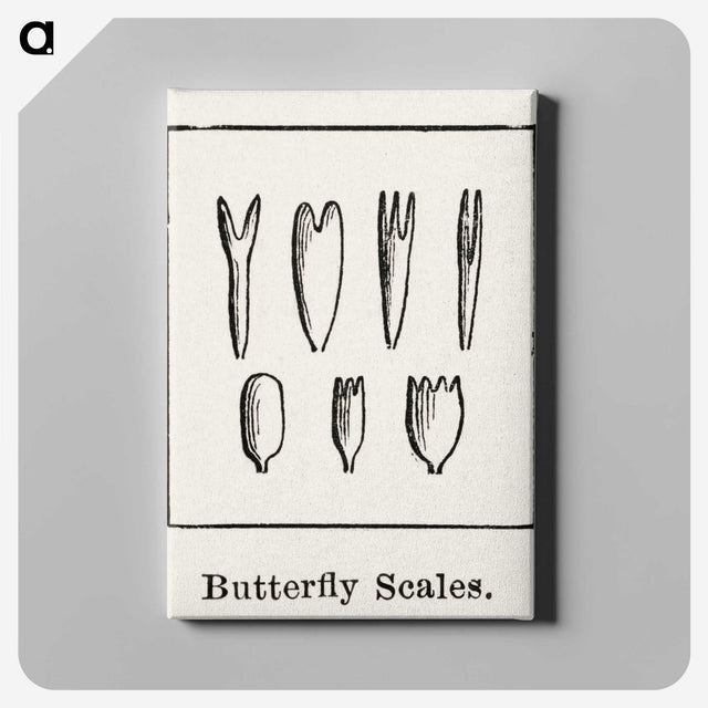 2-31_Moths-and-Butterflies-of-the-United-States_canvas