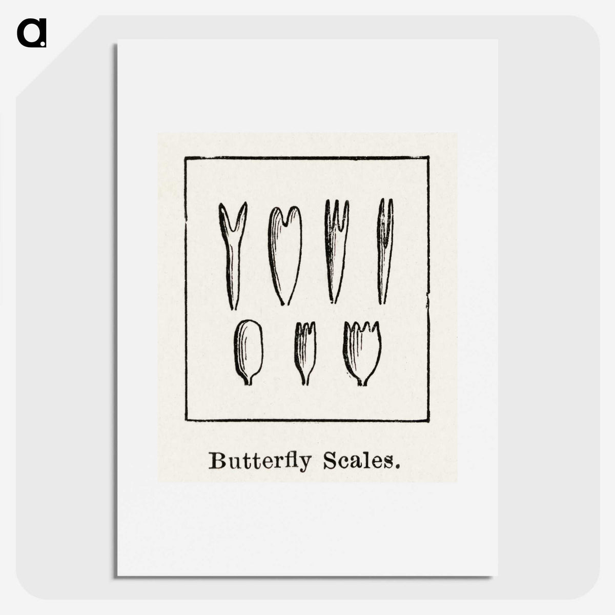 2-31_Moths-and-Butterflies-of-the-United-States_picture