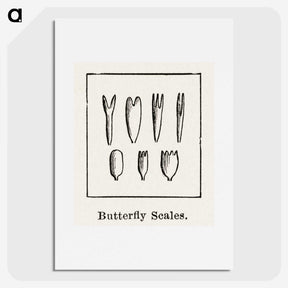 2-31_Moths-and-Butterflies-of-the-United-States_picture