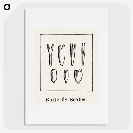 2-31_Moths-and-Butterflies-of-the-United-States_picture