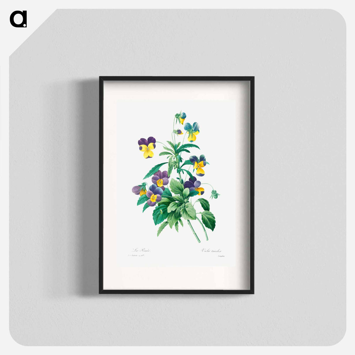 Wild pansy - Pierre Joseph Redouté Poster.