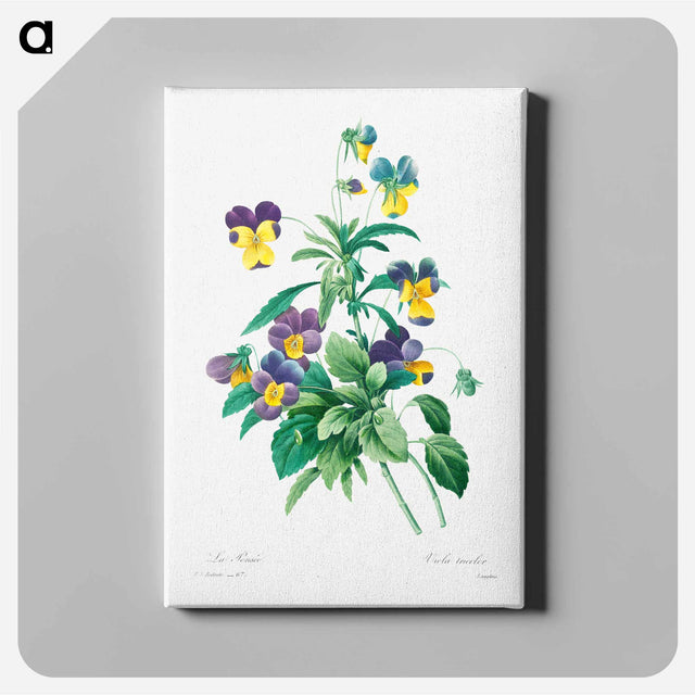 アートパネル-Wild pansy - ピエール ジョゼフ ルドゥーテ Canvas.
