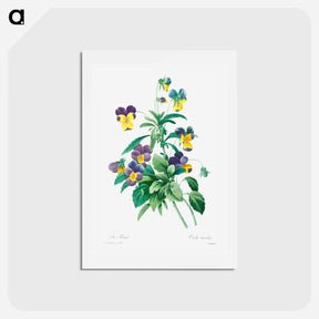 アートポストカード-Wild pansy - ピエール ジョゼフ ルドゥーテ Postcard.