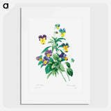 Wild pansy - Pierre Joseph Redouté Poster.