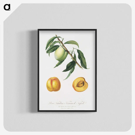 2-31_Pomona-Italiana_blk-crop