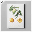 2-31_Pomona-Italiana_canvas