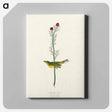 アートパネル-Selby's Flycatcher from Birds of America
 - アメリカの鳥たち Canvas.