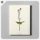 アートパネル-Selby's Flycatcher from Birds of America
 - アメリカの鳥たち Canvas.