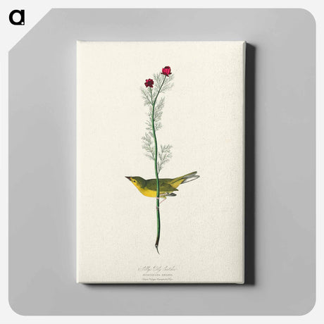 アートパネル-Selby's Flycatcher from Birds of America
 - アメリカの鳥たち Canvas.