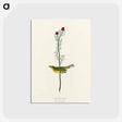 アートポストカード-Selby's Flycatcher from Birds of America
 - アメリカの鳥たち Postcard.