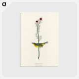 アートポストカード-Selby's Flycatcher from Birds of America
 - アメリカの鳥たち Postcard.