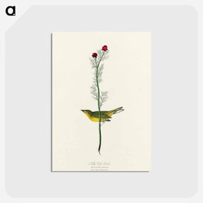 アートポストカード-Selby's Flycatcher from Birds of America
 - アメリカの鳥たち Postcard.