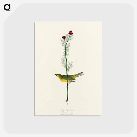 アートポストカード-Selby's Flycatcher from Birds of America
 - アメリカの鳥たち Postcard.