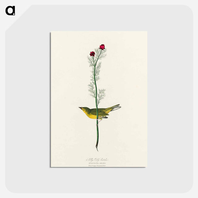 アートポストカード-Selby's Flycatcher from Birds of America
 - アメリカの鳥たち Postcard.