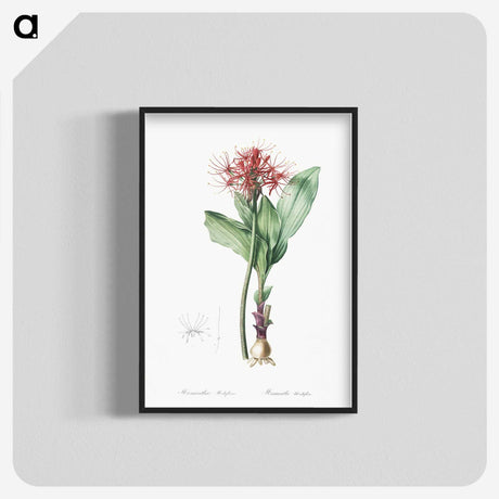 2-31_The-Lilies_blk-crop