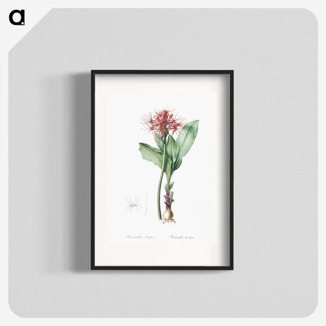 2-31_The-Lilies_blk