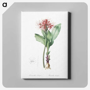 2-31_The-Lilies_canvas