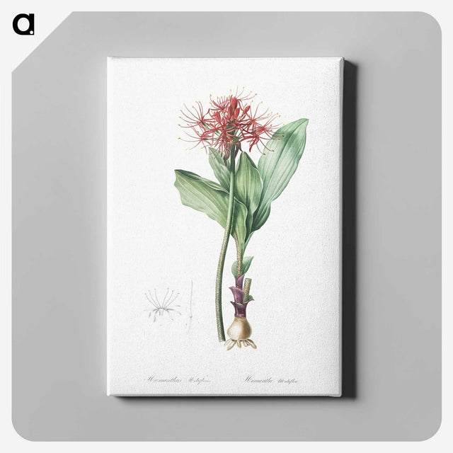 2-31_The-Lilies_canvas