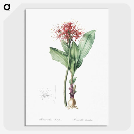 2-31_The-Lilies_picture-crop