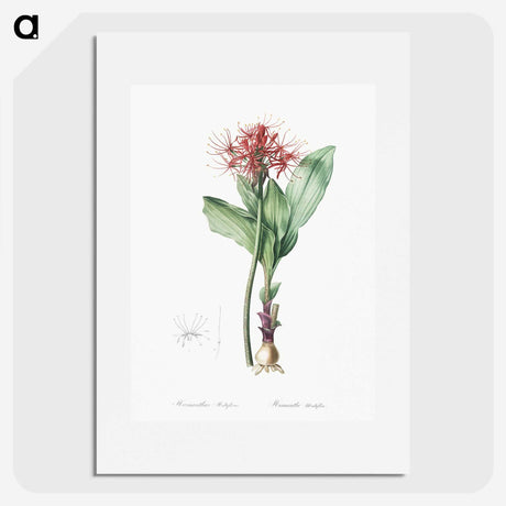 2-31_The-Lilies_picture