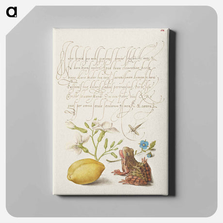 アートパネル-Gillyflower, Insect, Germander, Almond, and Frog from Mira Calligraphiae Monumenta
 - 書道のお手本 Canvas.