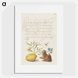 アートポスター-Gillyflower, Insect, Germander, Almond, and Frog from Mira Calligraphiae Monumenta
 - 書道のお手本 Poster.