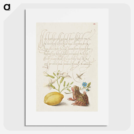 アートポスター-Gillyflower, Insect, Germander, Almond, and Frog from Mira Calligraphiae Monumenta
 - 書道のお手本 Poster.
