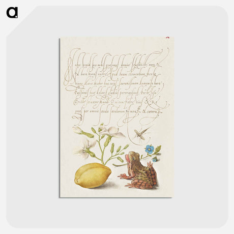 アートポストカード-Gillyflower, Insect, Germander, Almond, and Frog from Mira Calligraphiae Monumenta
 - 書道のお手本 Postcard.