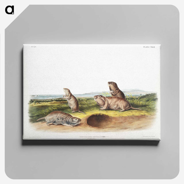 2-31_The-Viviparous-Quadrupeds_canvas