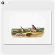 2-31_The-Viviparous-Quadrupeds_picture