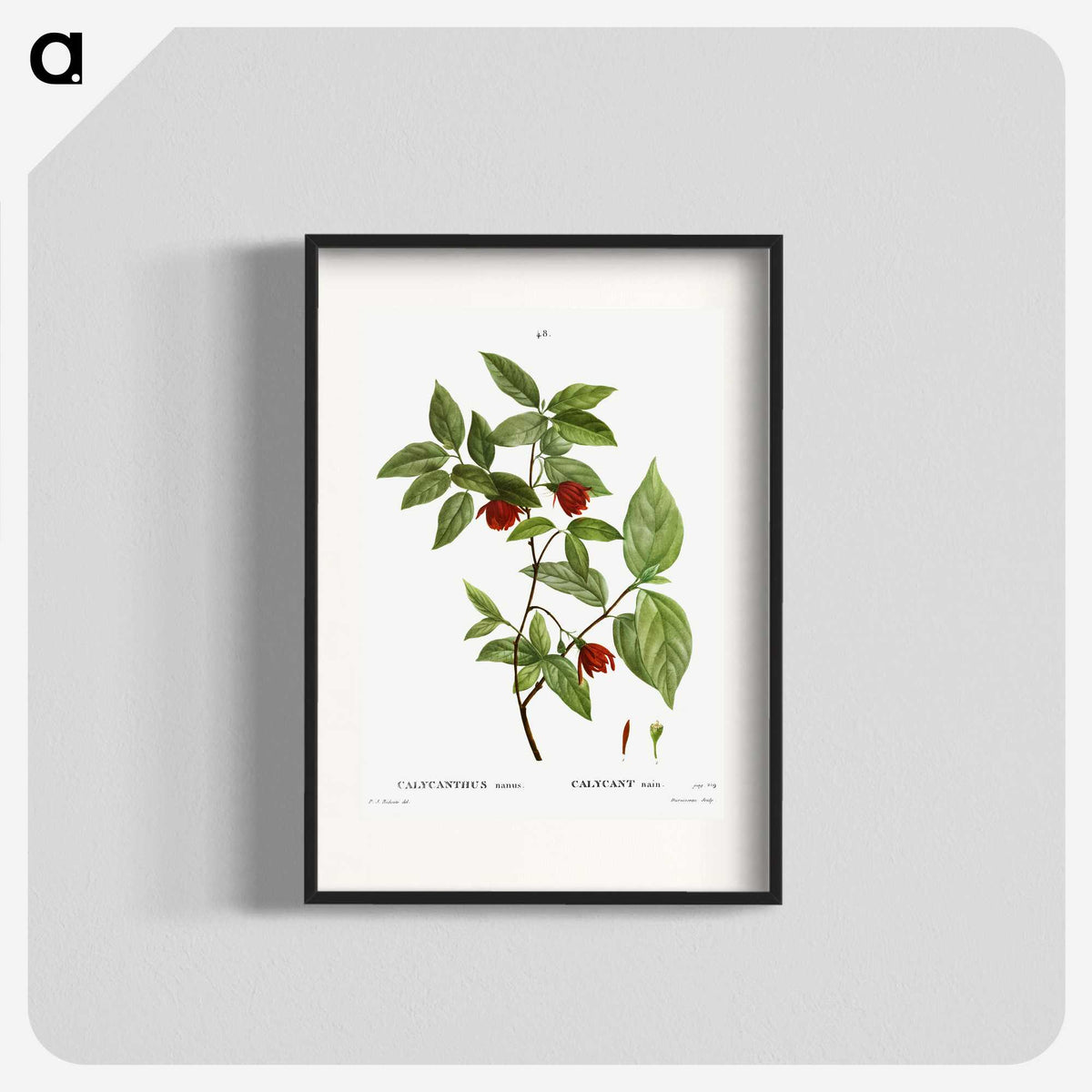 2-31_Treatise-on-Trees-and-Shrubs_blk