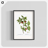 2-31_Treatise-on-Trees-and-Shrubs_blk