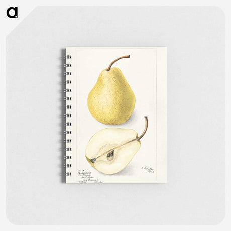 2-31_USDA-Watercolor-Fruit-Painting-Collection_memo