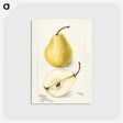 2-31_USDA-Watercolor-Fruit-Painting-Collection_postcard