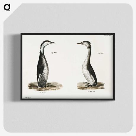 2-31_Zoology-of-New-York_blk-crop
