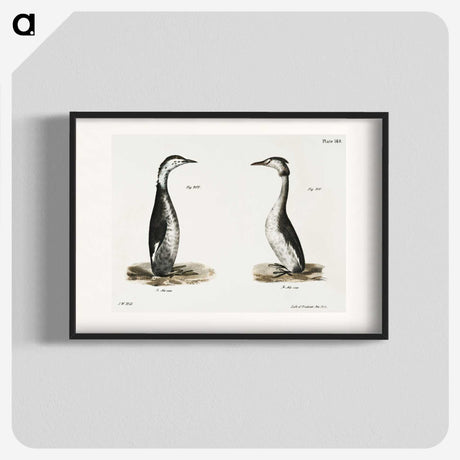 2-31_Zoology-of-New-York_blk
