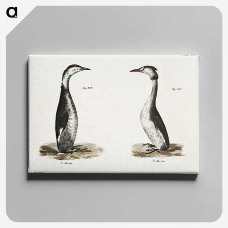 2-31_Zoology-of-New-York_canvas
