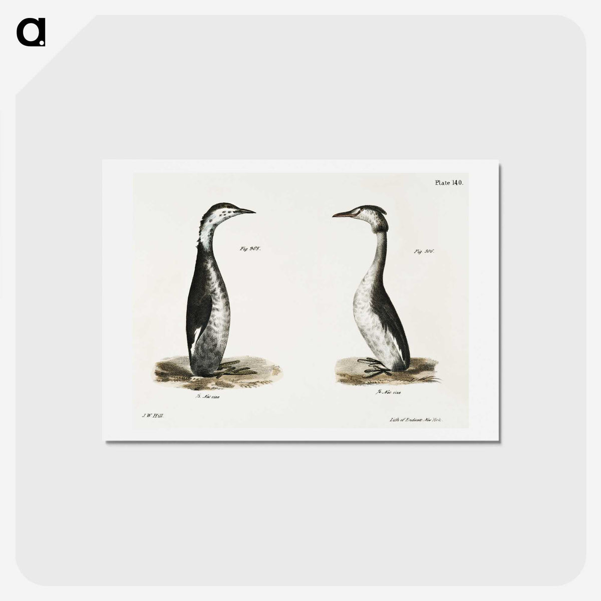 2-31_Zoology-of-New-York_hagaki