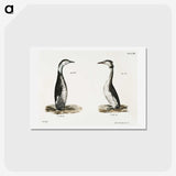 2-31_Zoology-of-New-York_hagaki