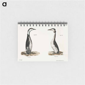 アートメモ帳-Horned Grebe (Podiceps cornutus) - ニューヨークの動物学 Memo.