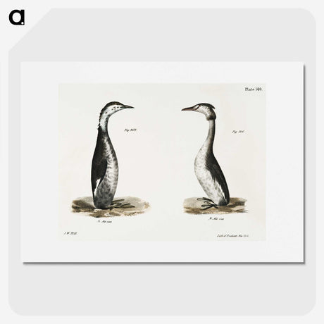 2-31_Zoology-of-New-York_picture