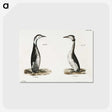2-31_Zoology-of-New-York_postcard