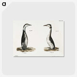 2-31_Zoology-of-New-York_postcard