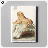 Lion - アンセルムス ボエティウス デ ブート Canvas.