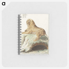 2-32_Anselmus-Boetius-de-Boodt_memo