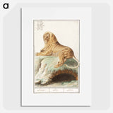Lion - アンセルムス ボエティウス デ ブート Poster.